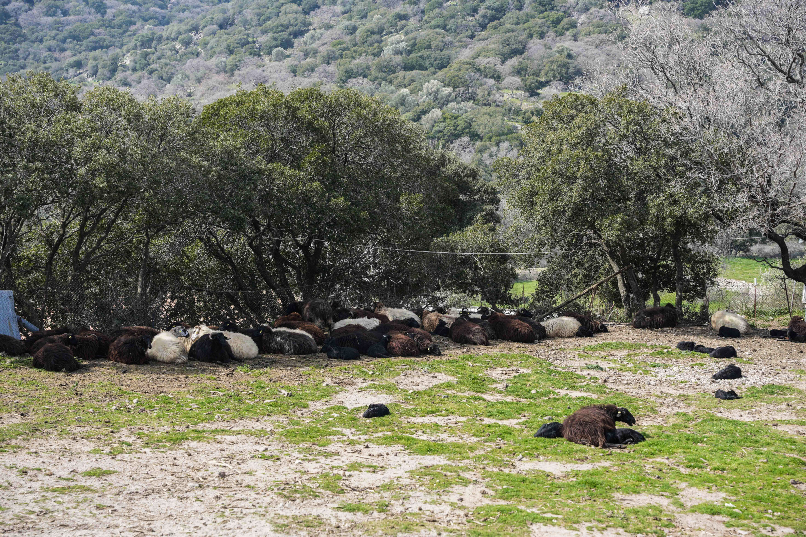Κρήτη: Παραμένει ελεύθερη από την ευλογιά των αιγοπροβάτων – Συνεχίζονται τα περιοριστικά μέτρα