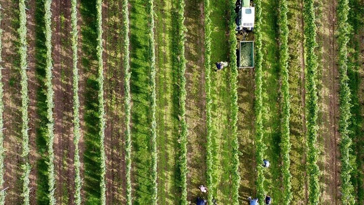 ΠΟΓΕΔΥ: «Καμπανάκι» από την DG AGRI για τις αγροτικές επιδοτήσεις – Αιχμές για κυβέρνηση και ΑΑΔΕ