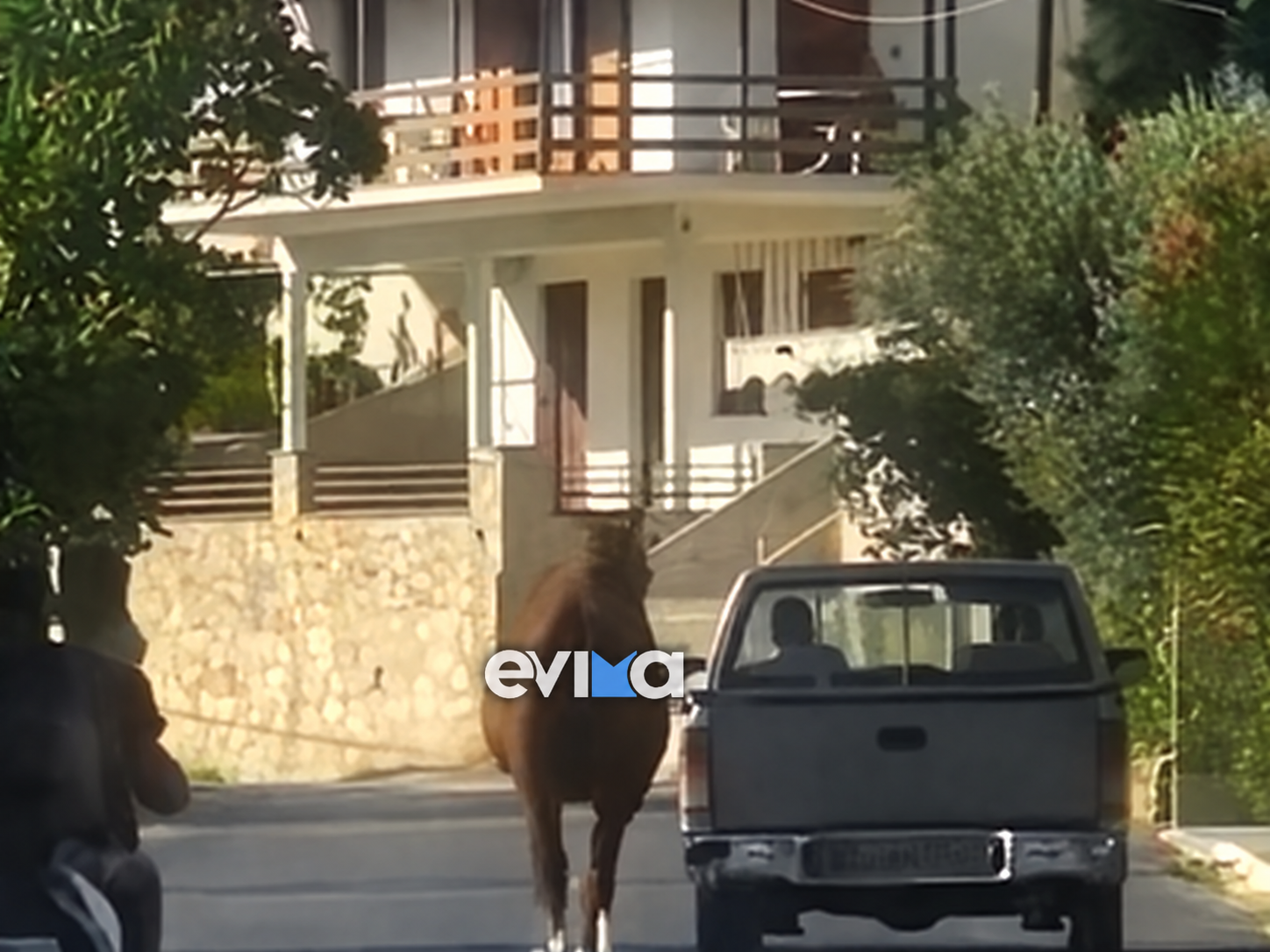 Σάλος στην Εύβοια: Έδεσε άλογο από το πόδι στην καρότσα και το έσερνε στον δρόμο (Βίντεο)