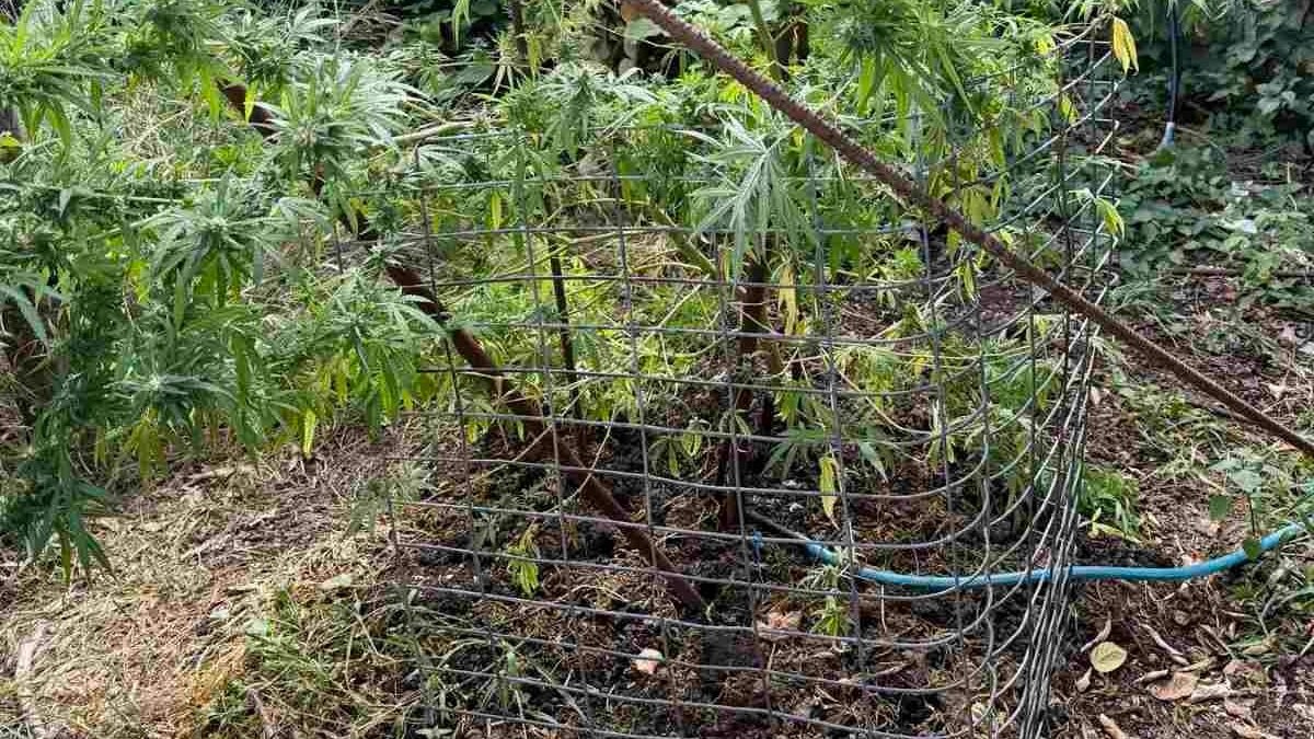 Φθιώτιδα: Εντοπίστηκε καλλιέργεια κάνναβης σε σπίτι – Συνελήφθη 61χρονος