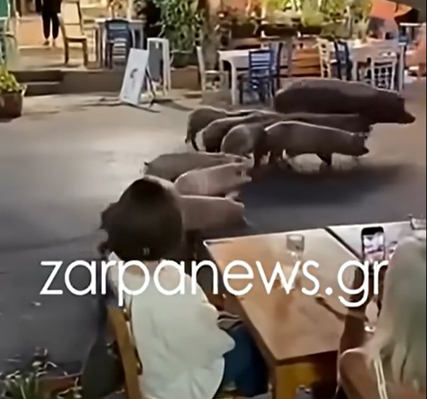Χανιά: Κοπάδι γουρουνιών έκανε βόλτα στην πλατεία του Βάμου και έγινε viral (Βίντεο)
