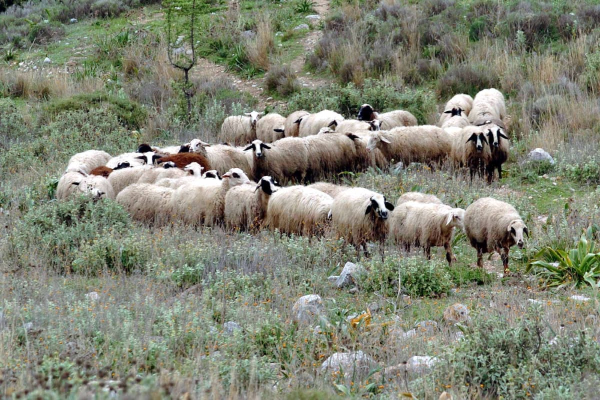 Παράνομες επιδοτήσεις: Το σκάνδαλο με τα «ανύπαρκτα» βιολογικά κοπάδια
