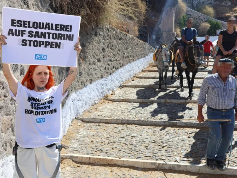 Σαντορίνη: Ακτιβίστριες καταγγέλλουν επίθεση από αγωγιάτες – Διαμαρτύρονταν για τα γαϊδουράκια (Βίντεο)