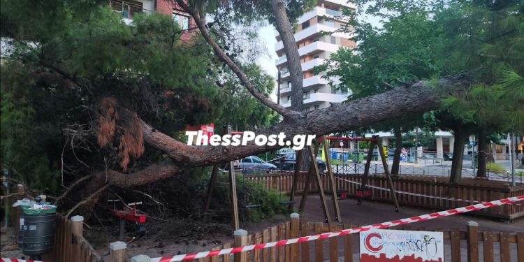 Θεσσαλονίκη: Δέντρο κατέρρευσε σε παιδική χαρά – Τραυματίστηκαν μητέρα και παιδί