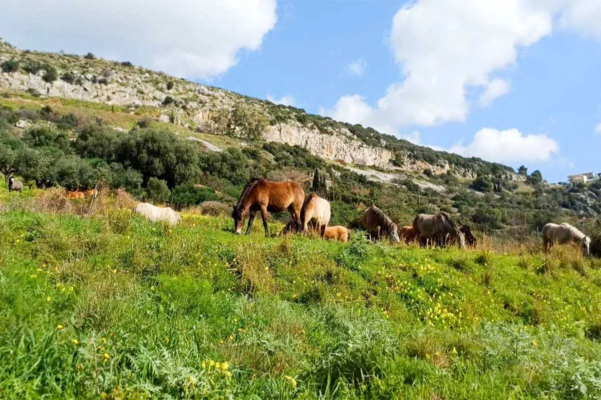 Κεφαλονιά: Κραυγή αγωνίας για τα άλογα του Αίνου – Χωρίς νερό, κατεβαίνουν στους δρόμους και δέχονται πυροβολισμούς (Βίντεο)
