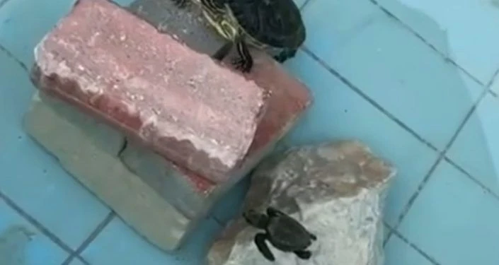 Χανιά: Νεογέννητα χελωνάκια βρέθηκαν σε διακοσμητική δεξαμενή εστιατορίου (Βίντεο)