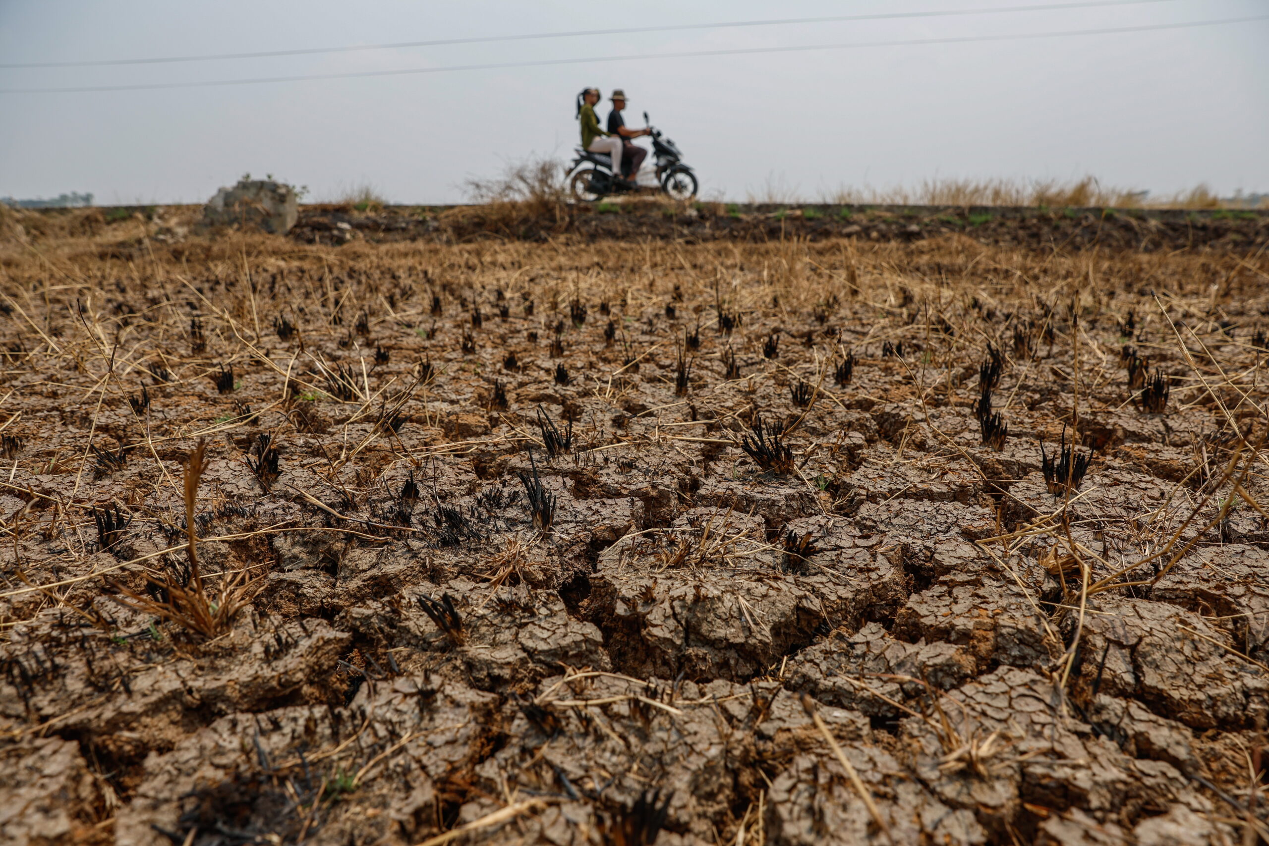 epaselect epa13245048 A motorist rides a motorbike near dried-up paddy fields in Jonggol, West Java, Indonesia, 17 September 2026. The El Nino-affected drought has forced villagers to collect water for household use from dried-up creeks, while more than 700 hectares of rain-fed rice fields in the area could not be planted. According to the Meteorology, Climatology, and Geophysics Agency (BMKG), the El Nino-affected climate has caused extended drought conditions and increased the risk of wildfires across the country.