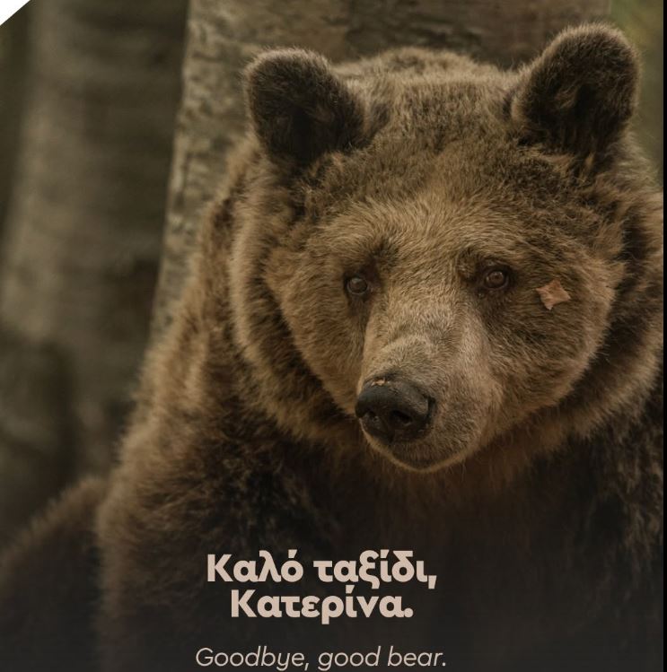 Αρκτούρος: Πέθανε στα 39 της η «Κατερίνα» – Η αρκούδα που έγραψε τη δική της ιστορία